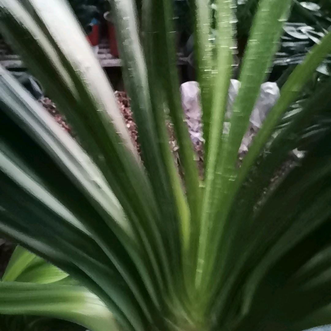 太子河区娟姐君子兰种植园