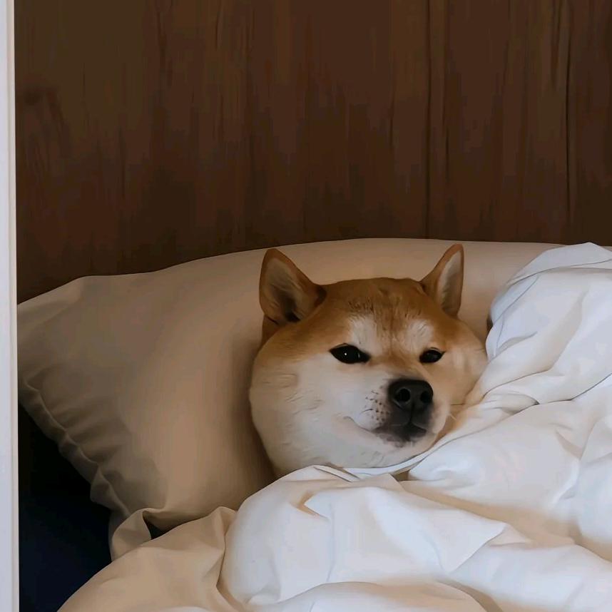 ✨星