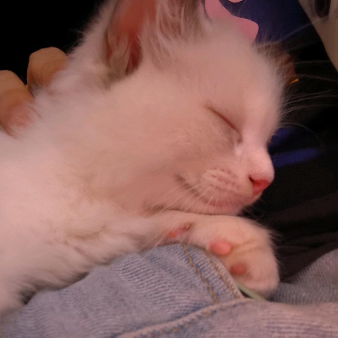 我家猫叫大耳