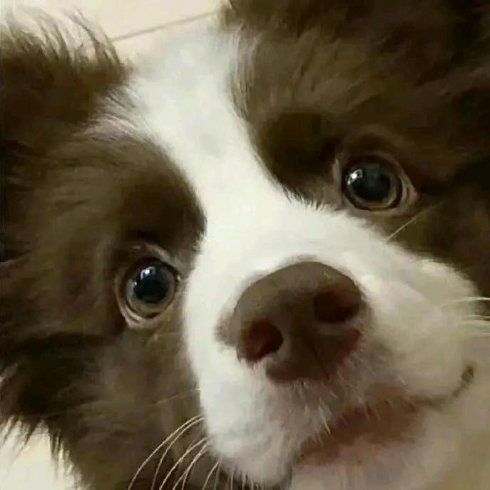 派大唾沫星子ʰⁱ