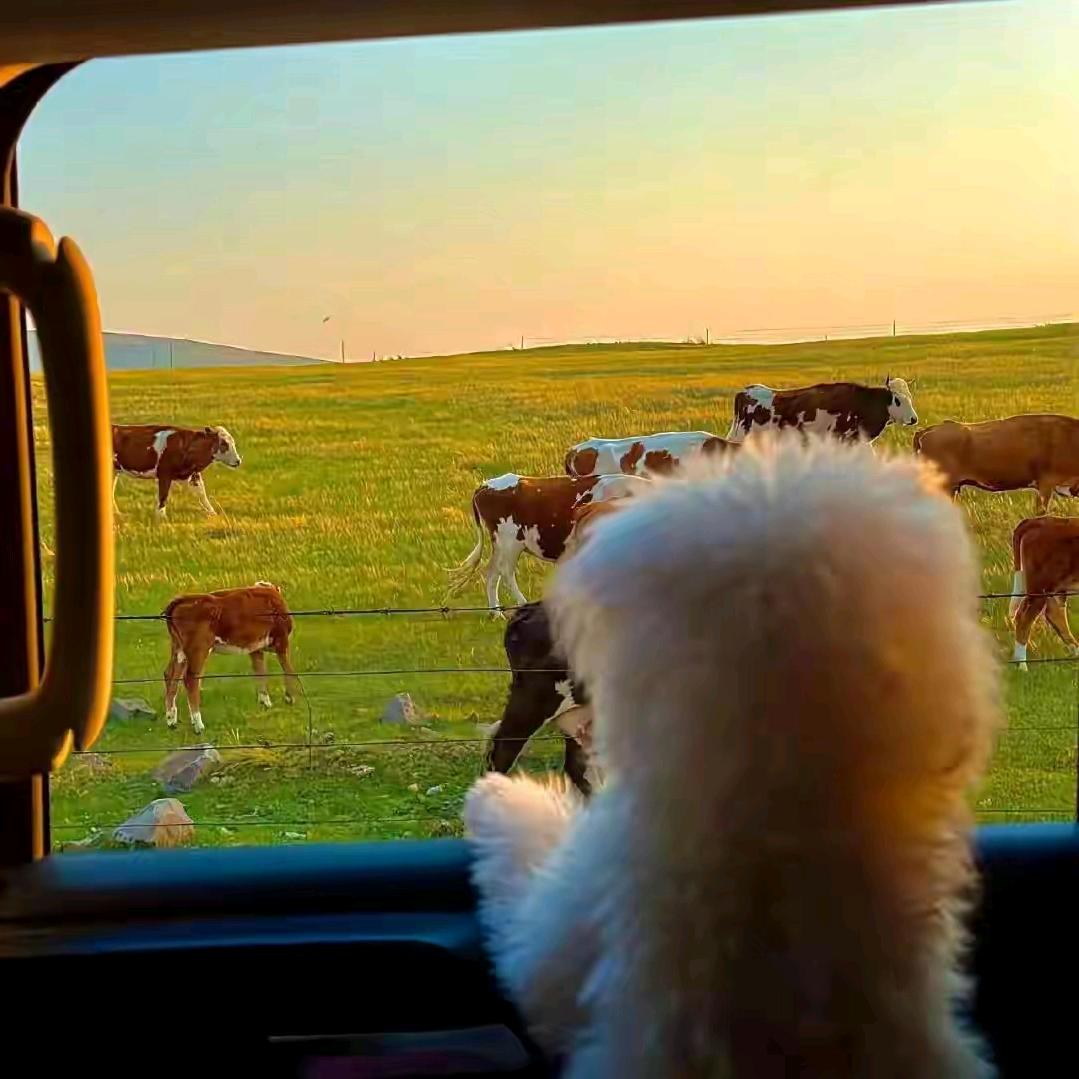 ૮ ˙Ⱉ˙ ა雨落星河૮ ˙Ⱉ˙ ა