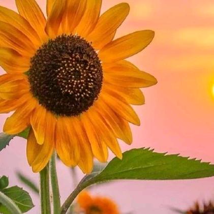 卖艺术漆小姐姐