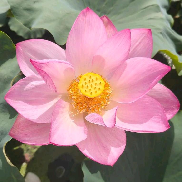 ❀开富贵