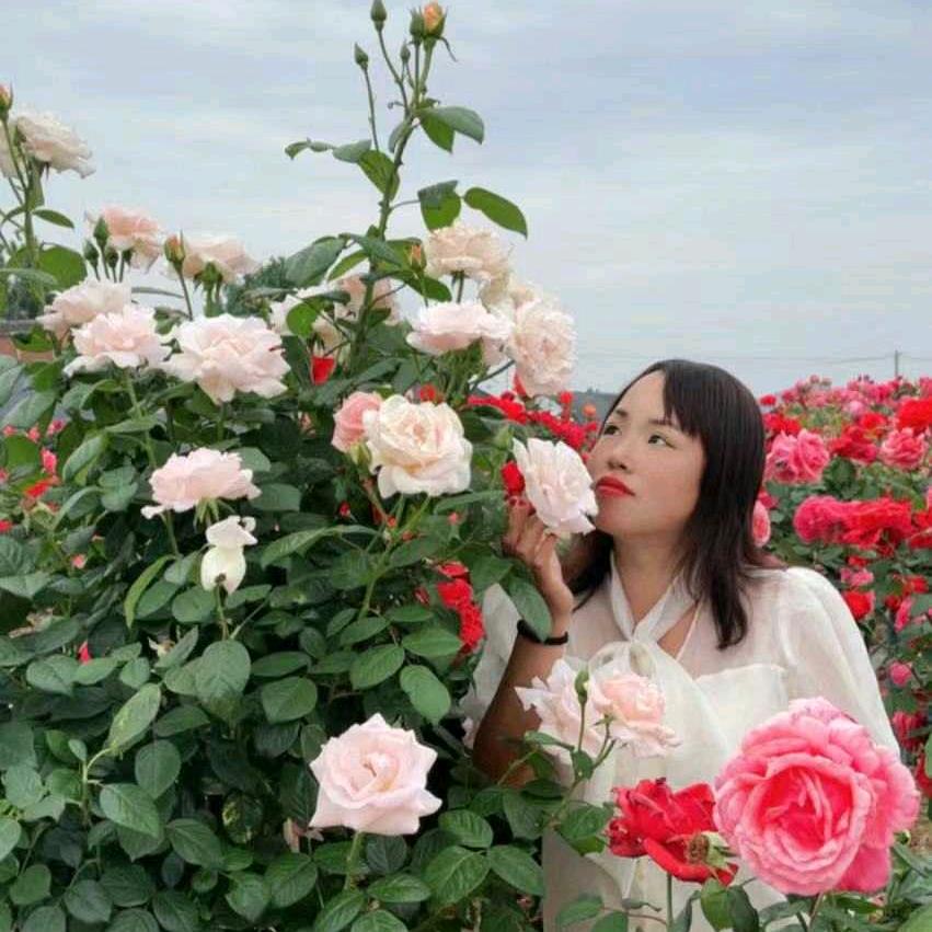 内乡县马山口旗缘花卉种植场