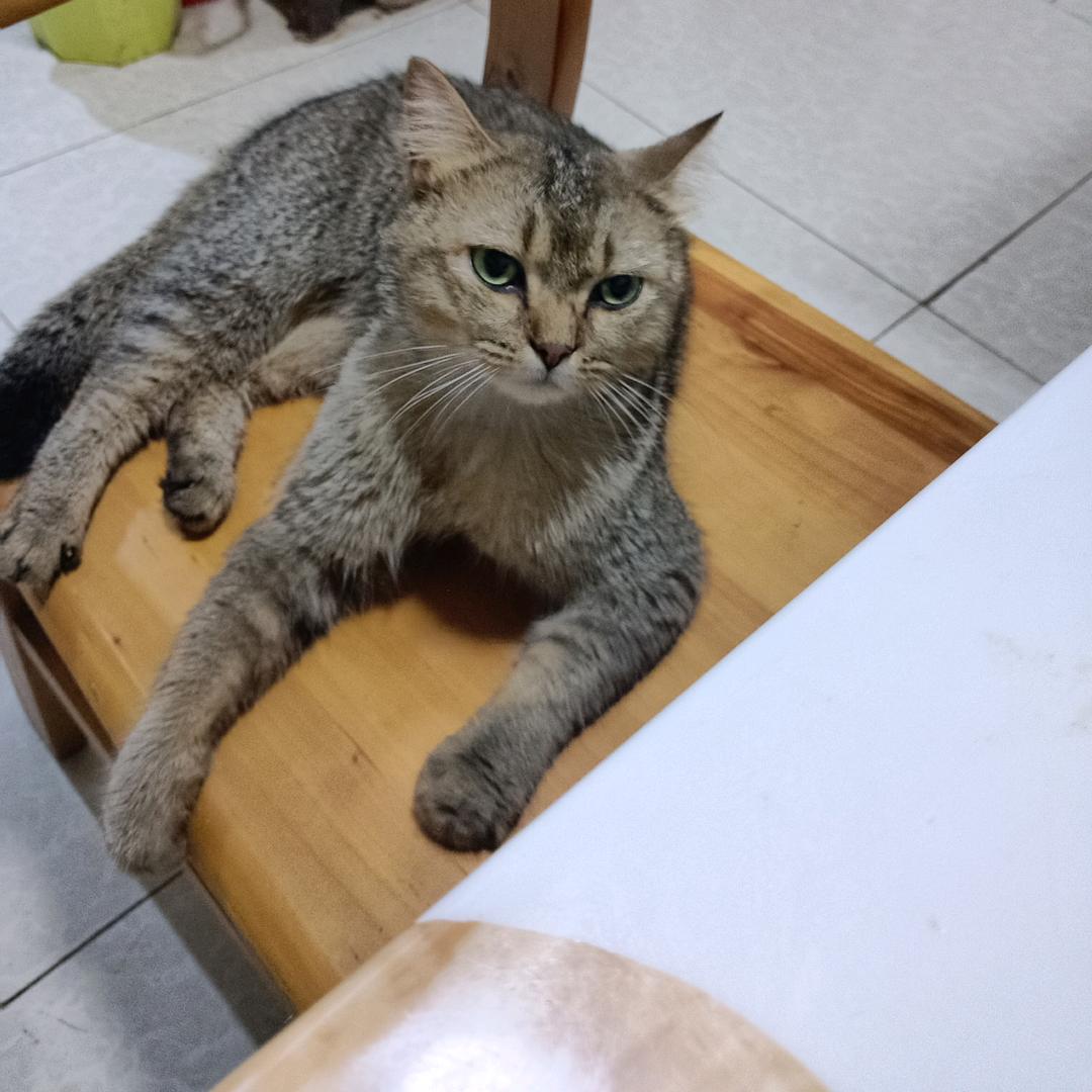 人生纪何，对酒当歌