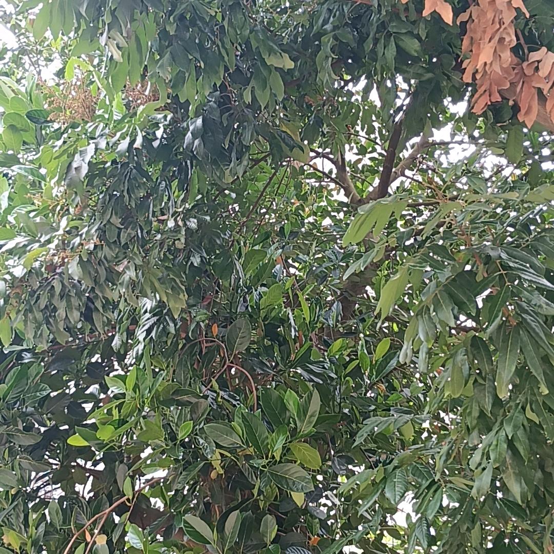 美丽与智慧并存