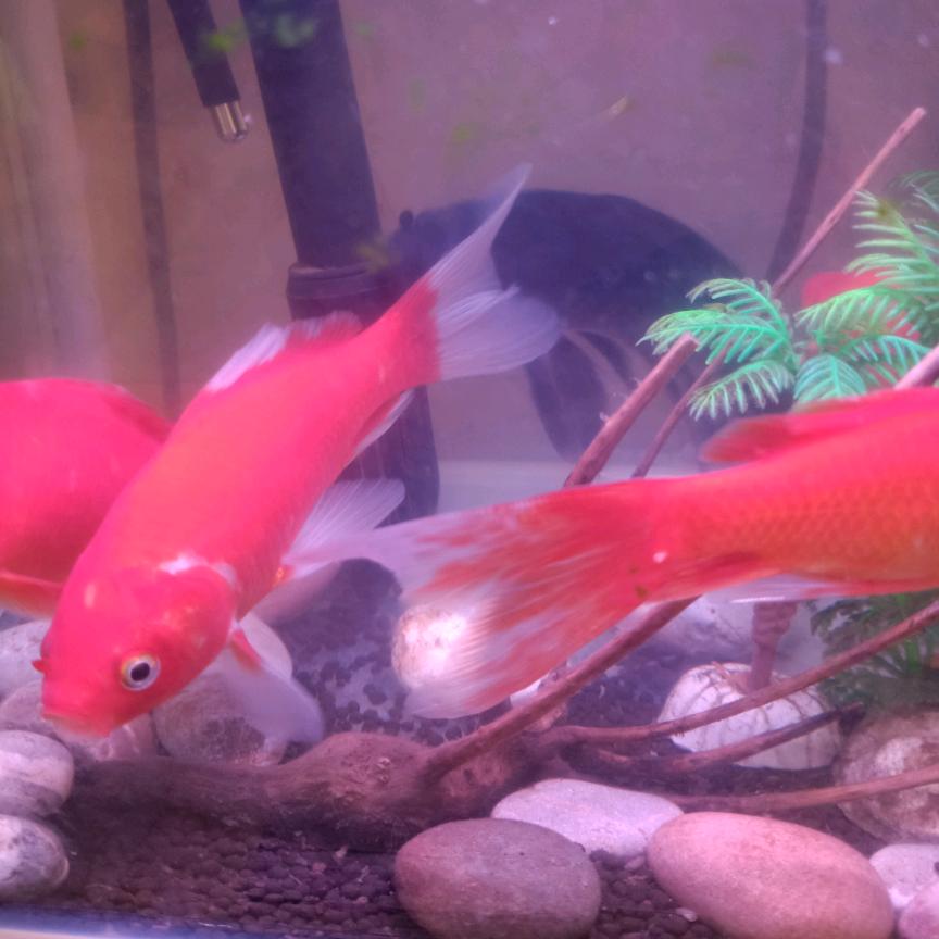 一笑而过🍎❤️❤️