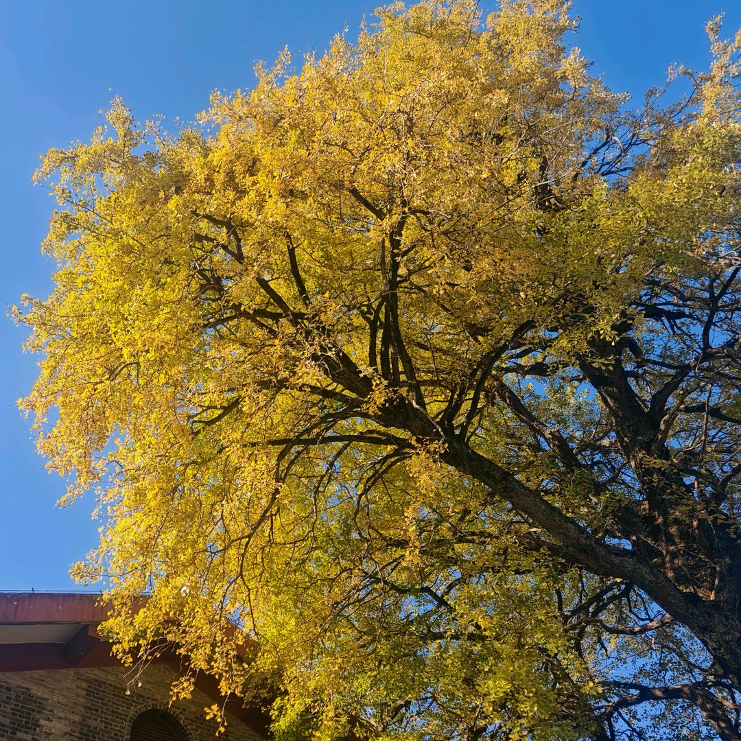 ㅤㅤ皮蛋瘦肉粥