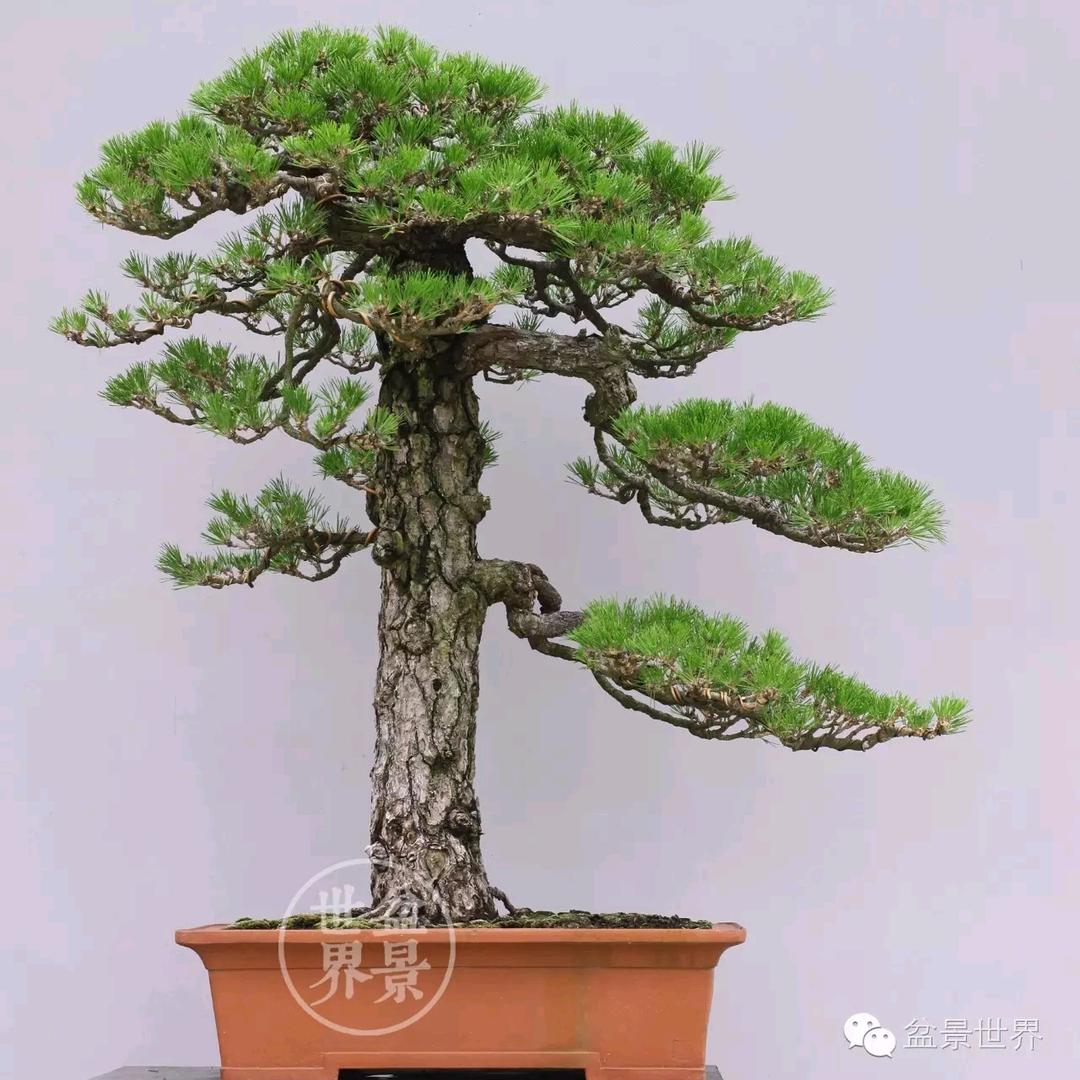 造型景观松，黑松油松！