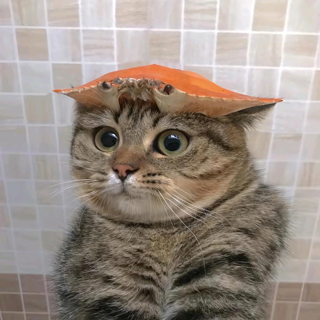 WHO