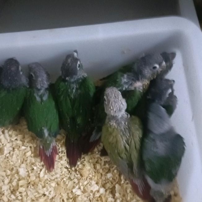 诺宸鹦鹉养殖