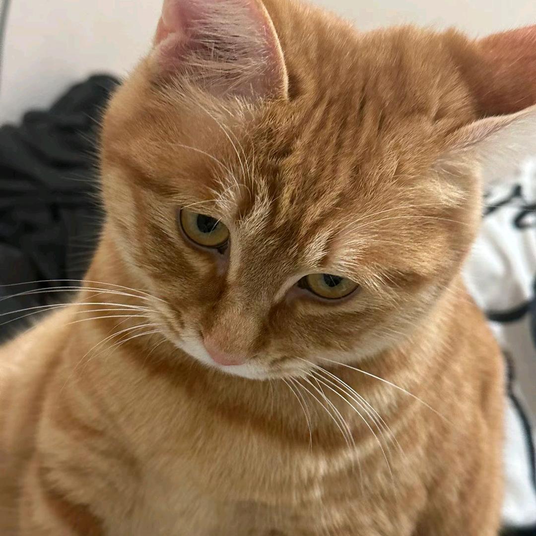 大鱼🧡ྀི💛ྀི❤️ྀི