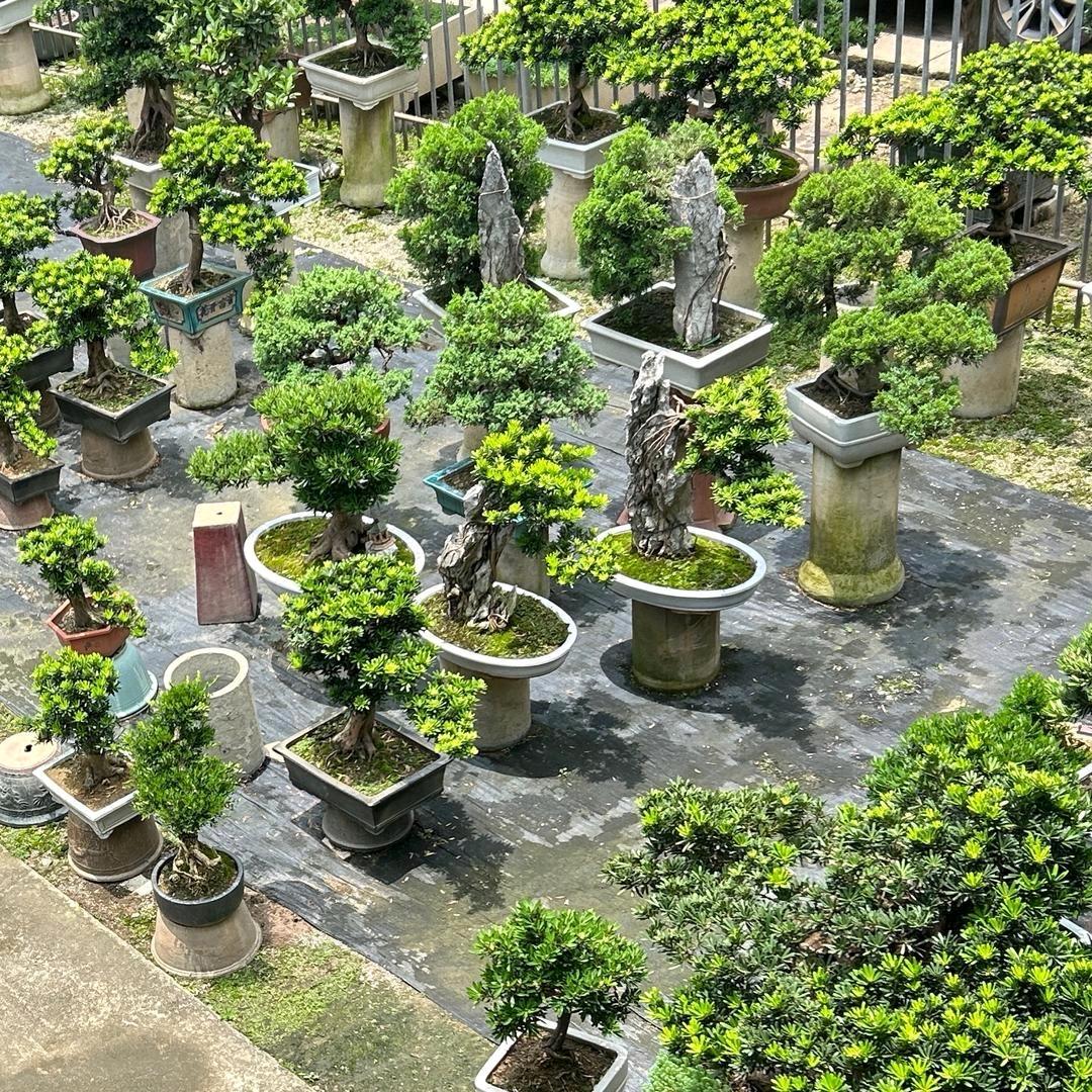 芸熙熙盆景园艺