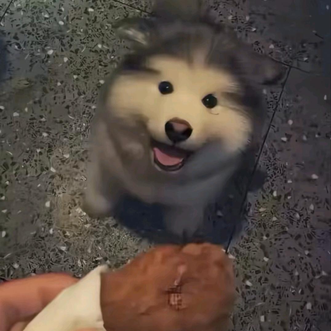 蛋蛋铠甲