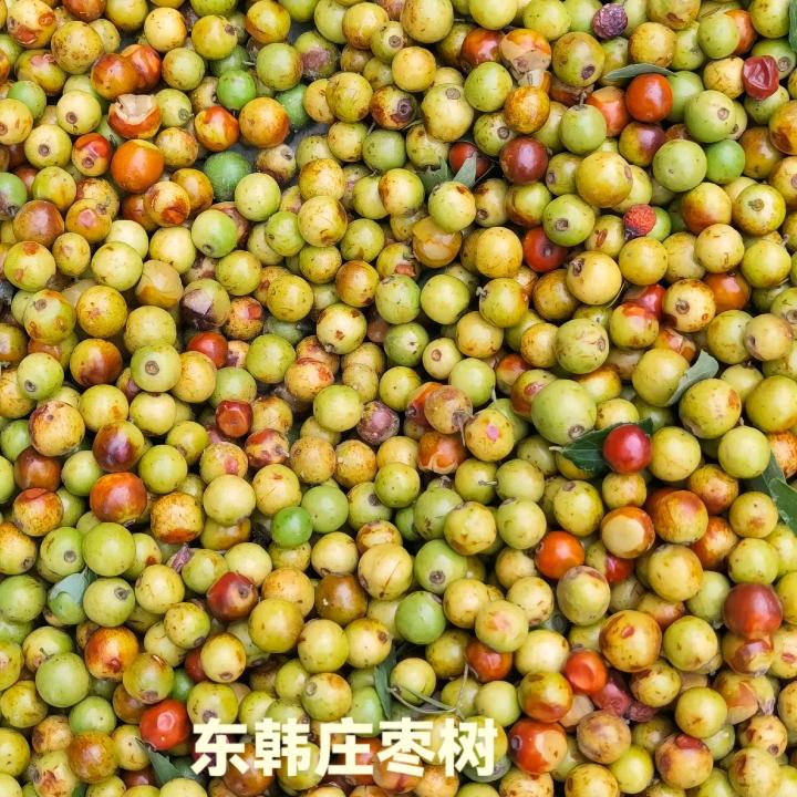 韩庄羊