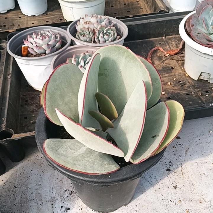 湘湘