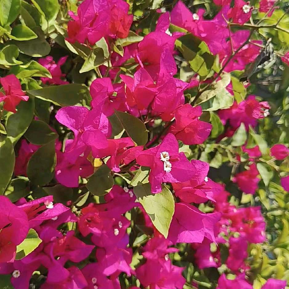 💐韩情(>﹏<)黙黙థ౪థ🌺🌺🌷