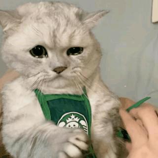 爱穿裤衩的坦克