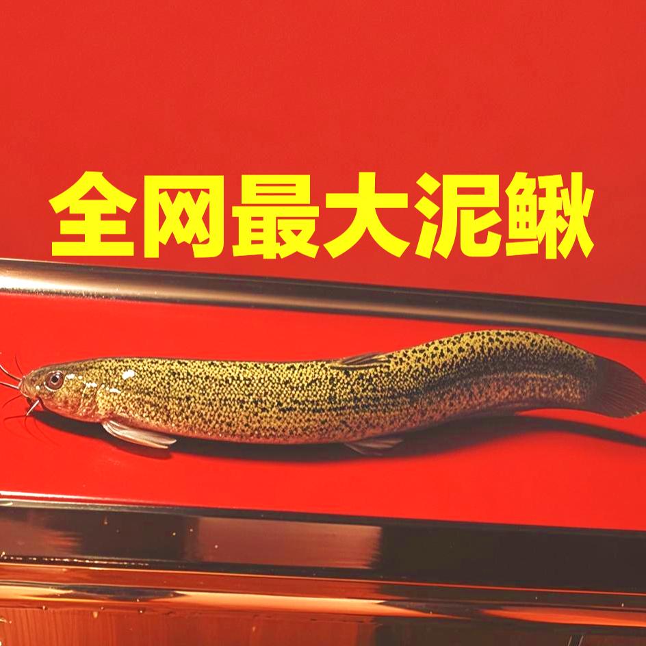 全网最大泥鳅