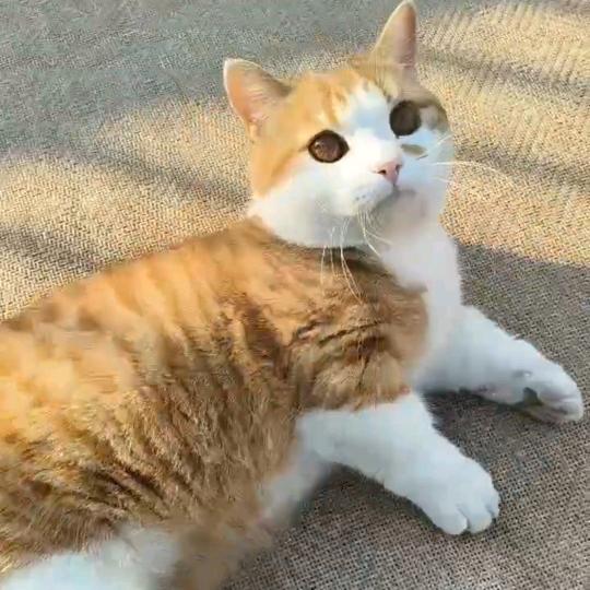 天猫🐱小姐姐