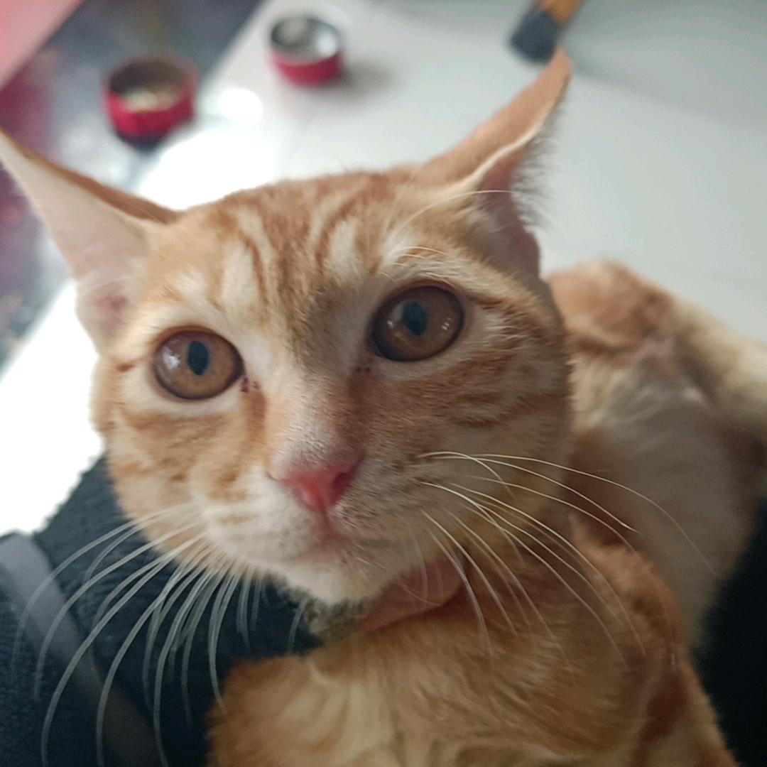 会飞的鸟
