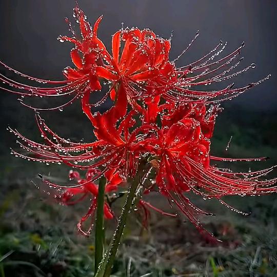 珠🌸珠