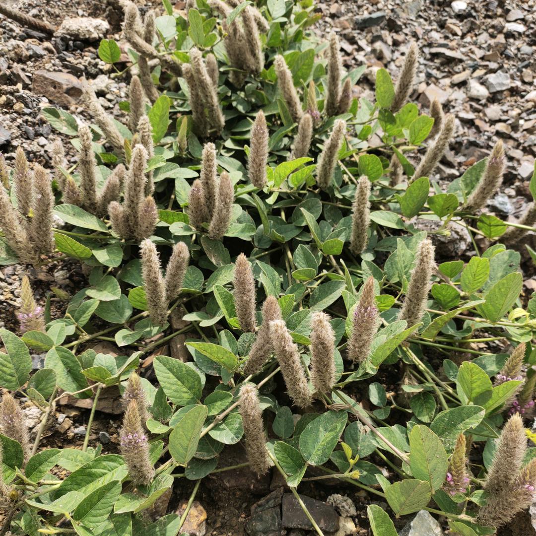 《狸尾草产地批发》