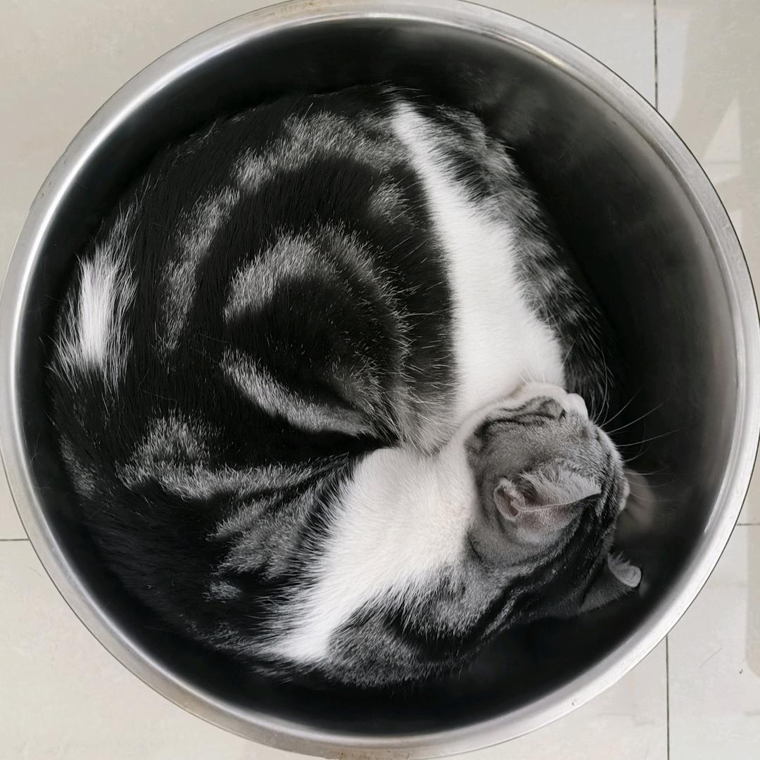 娇圆淡白