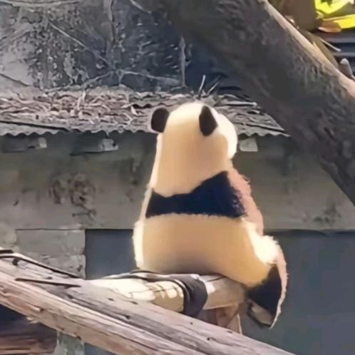 举头望明月