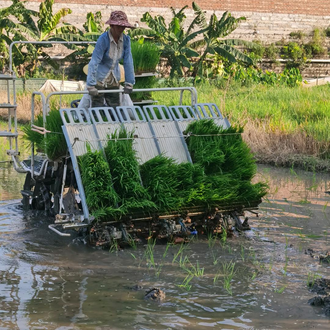 农家大米批发零售
