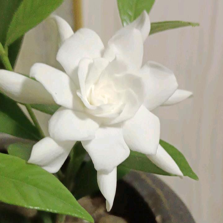 lxy