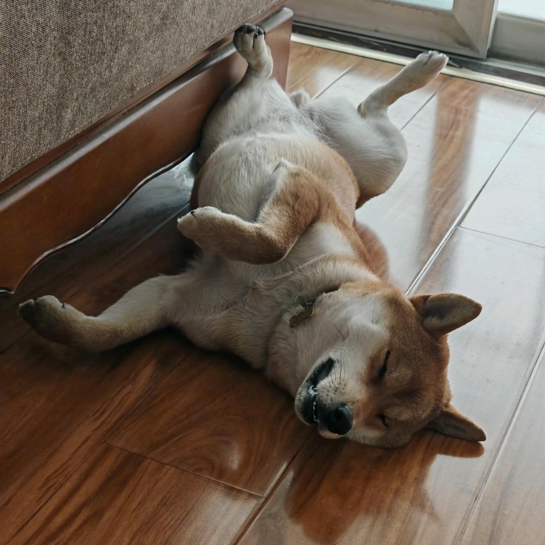 从你的全世界路过