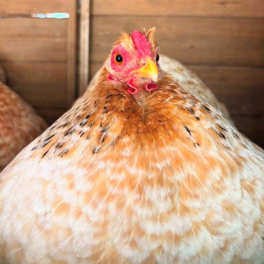 三角形的鸡史66