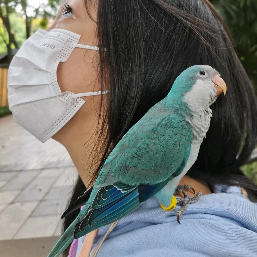 一只叫大强的和尚