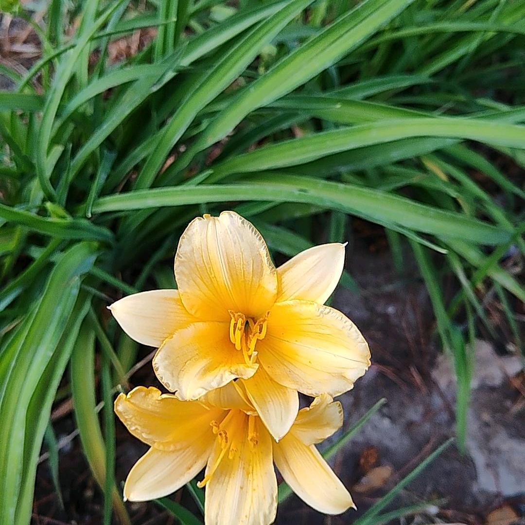 夏日炎炎