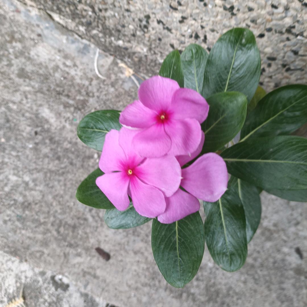 谢静华