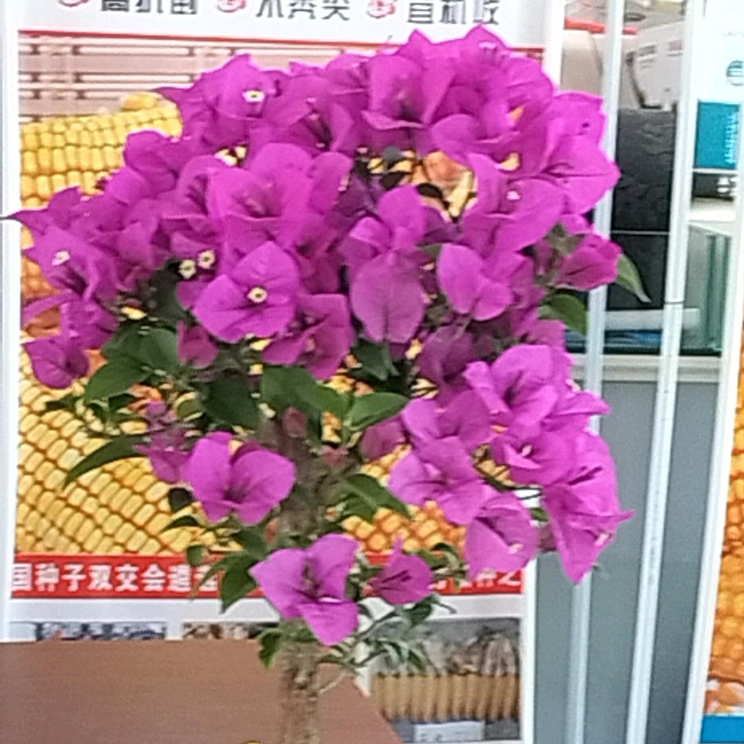 《英姐》喜欢听歌唱歌