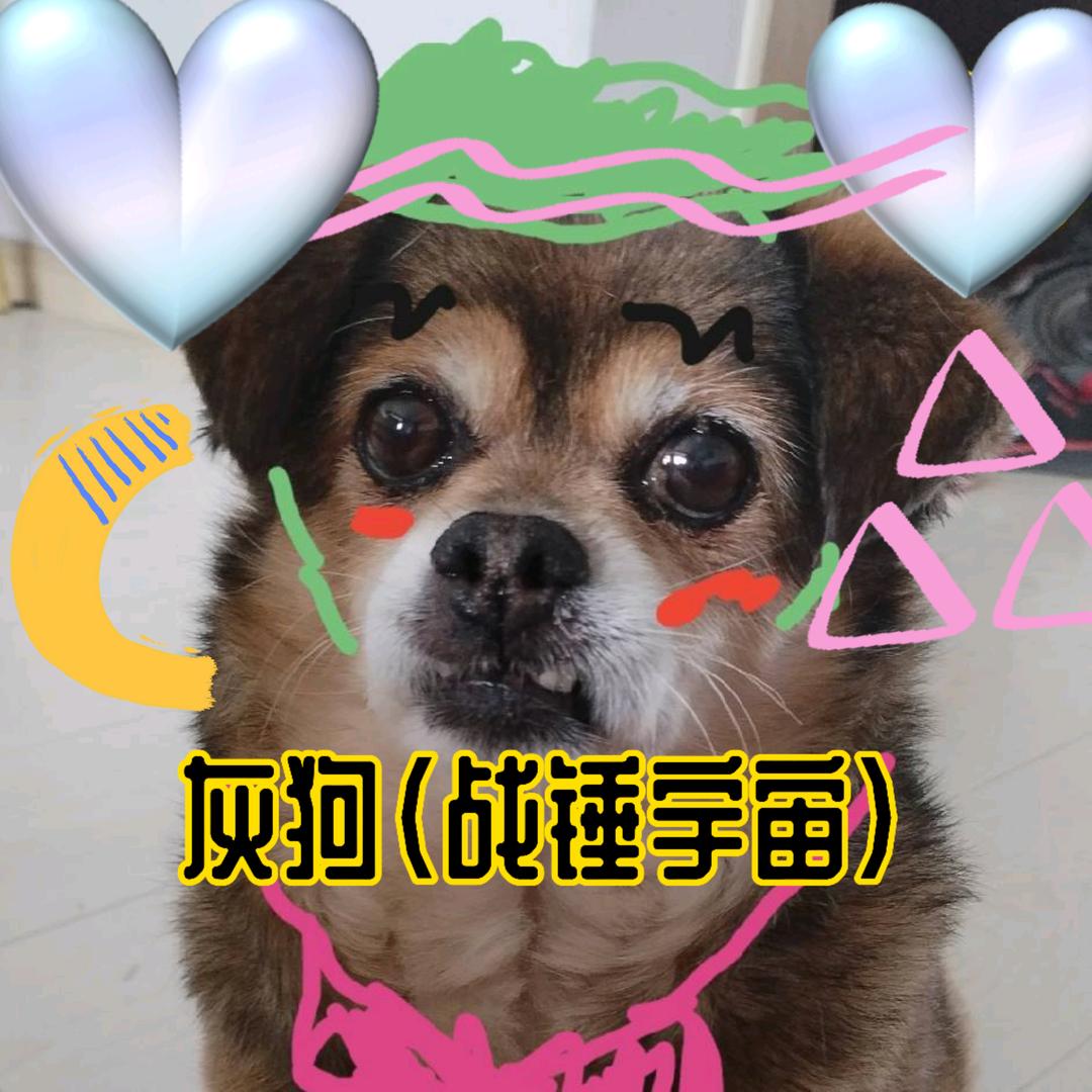 灰狗.