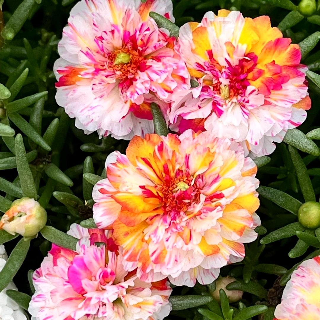 陈婧（雲裳花卉）