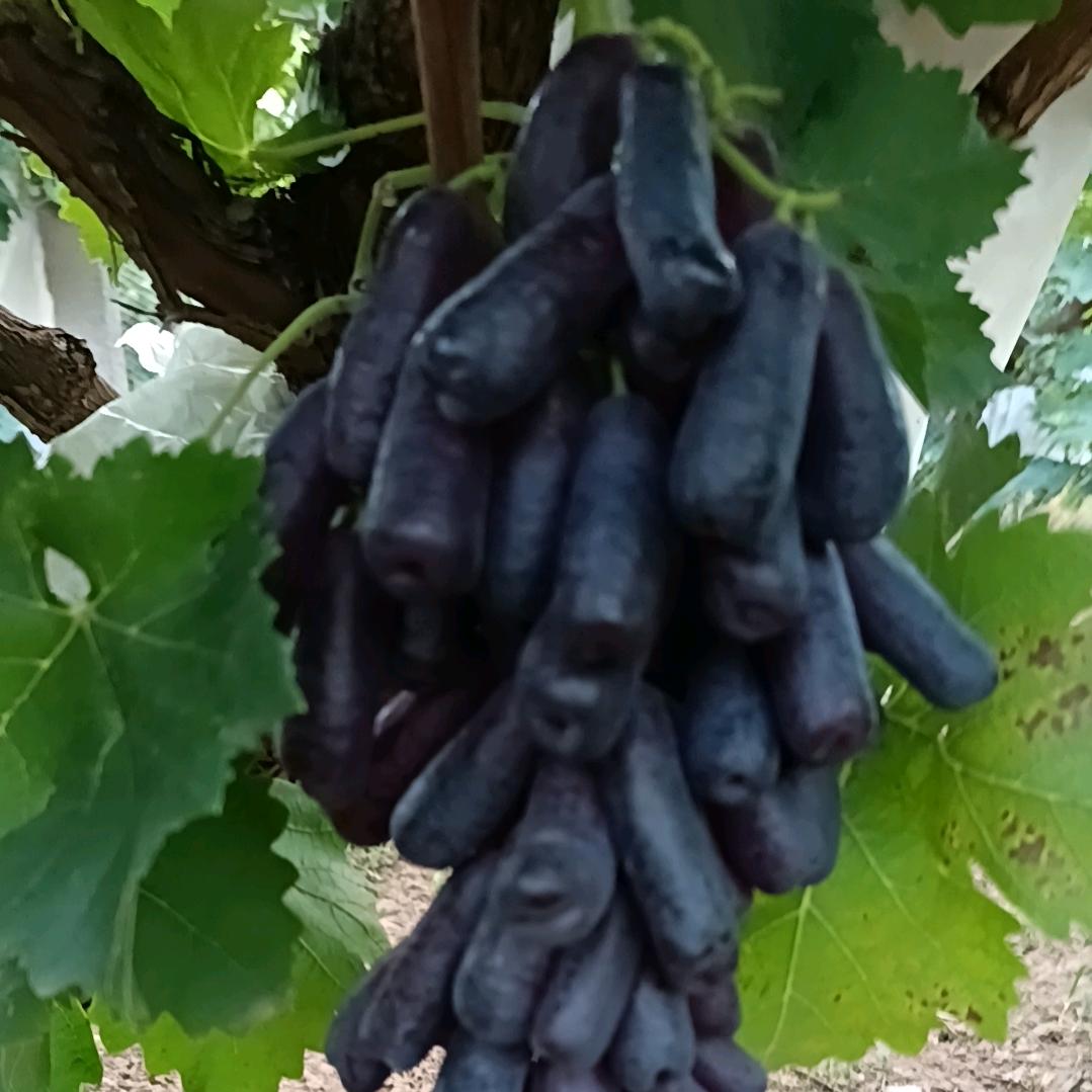 用户253942443458