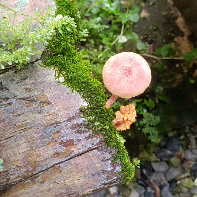 公主👸🏻请发财💰