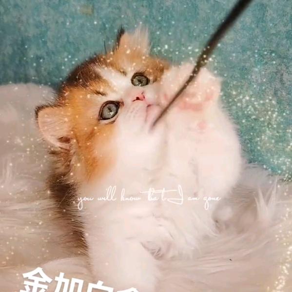 招财猫（金渐层蓝金，）