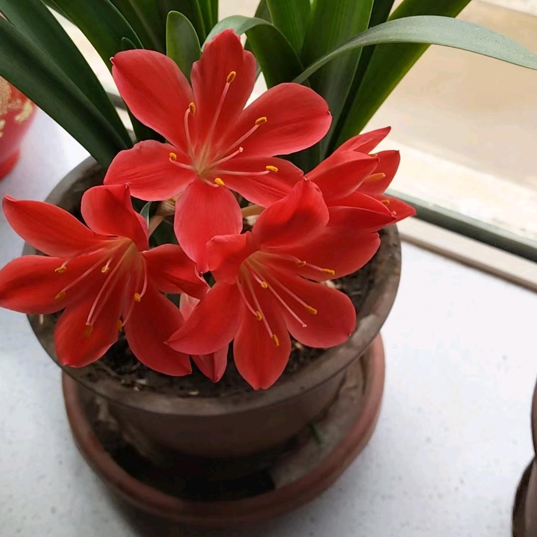 老部