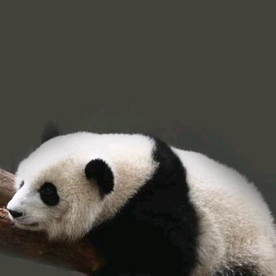 余洋
