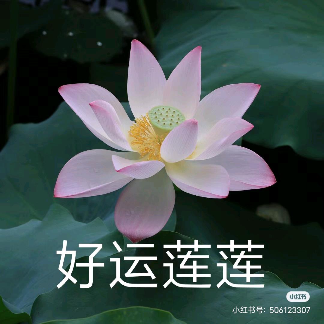 🍎兰姐🍎（橱窗🈶好物）