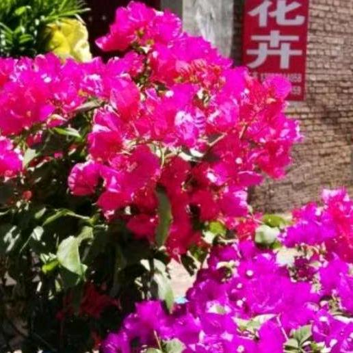 白牡丹
