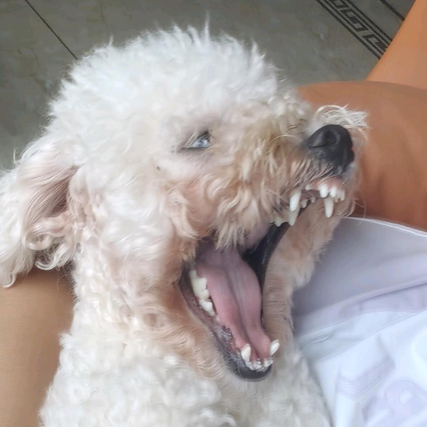 狗