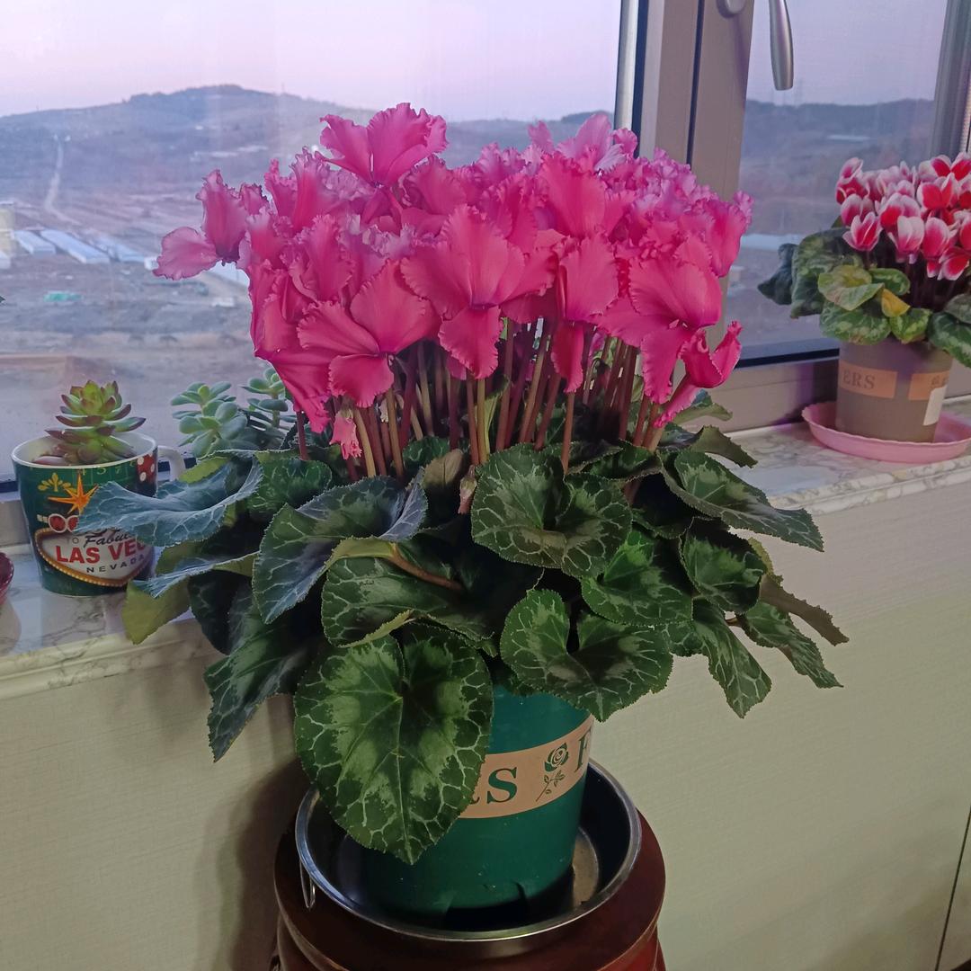 锦上添花
