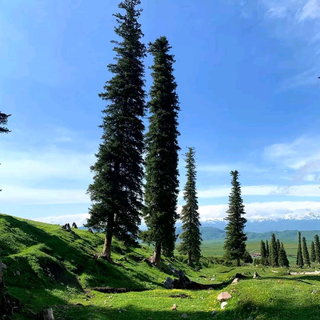美食狂人  (没回就是上限了明天必回)