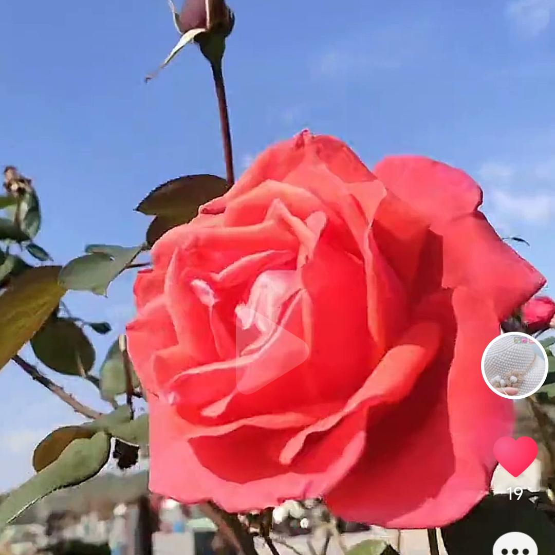 小青柑与陈皮